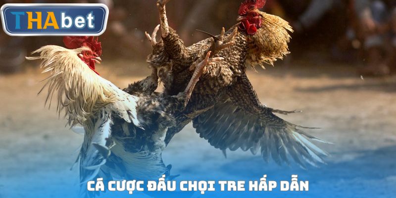 Cá cược đấu chọi tre hấp dẫn